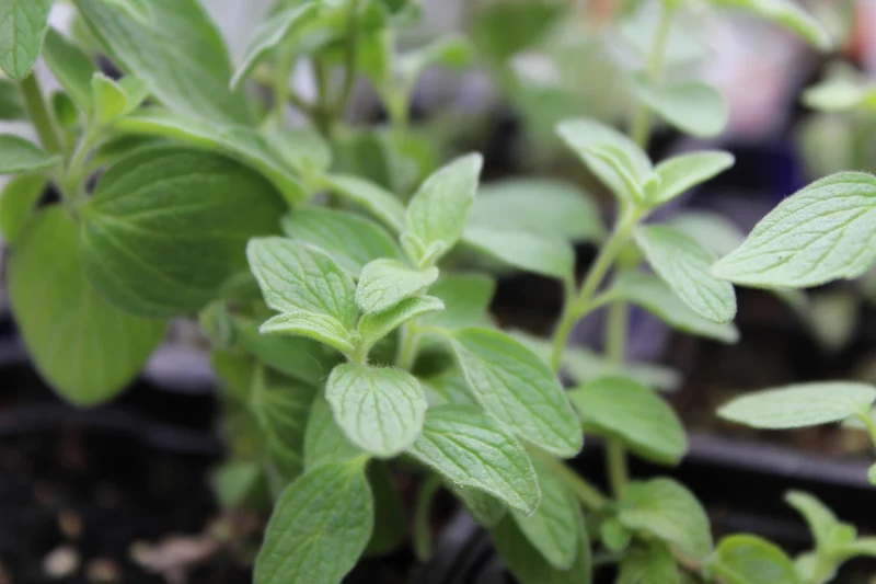 Zaatar 'Cleopatra'