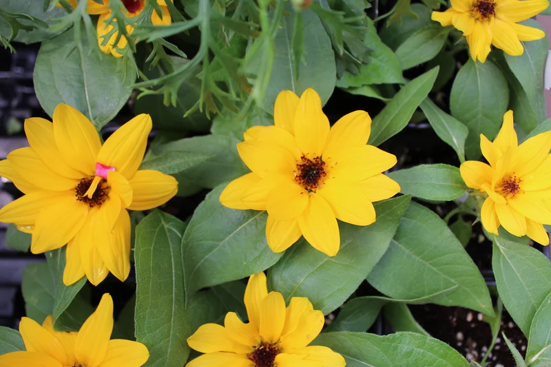 Tournesol nain