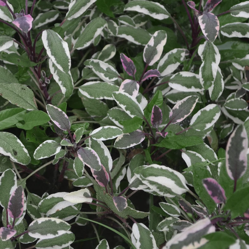 Sauge 'Tricolor'