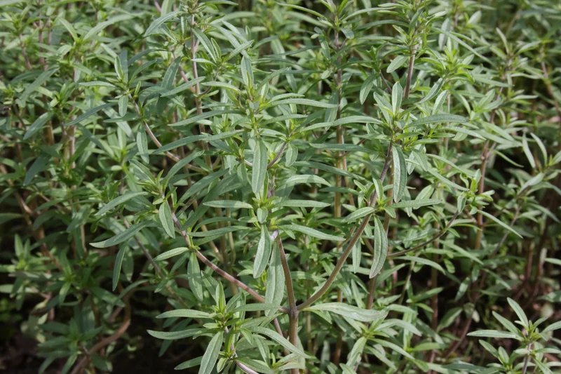 Sarriette d’été