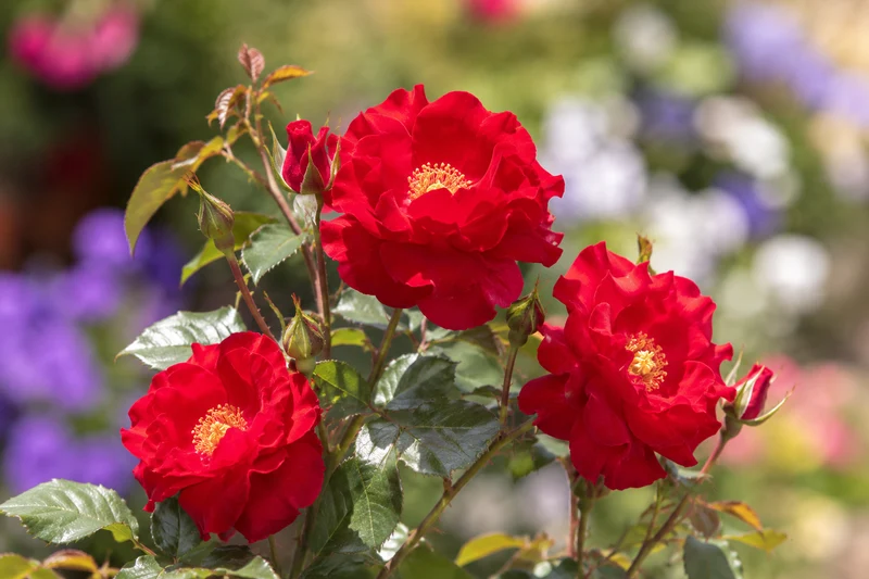 Rosier rustique ‘Alexander Mackenzie’ ( Rosa ‘Alexander Mackenzie’)
