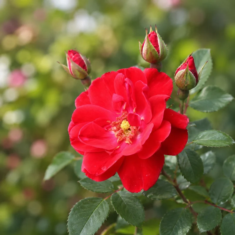 Rosier rustique ‘Nicolas’ ( Rosa ‘Nicolas’)