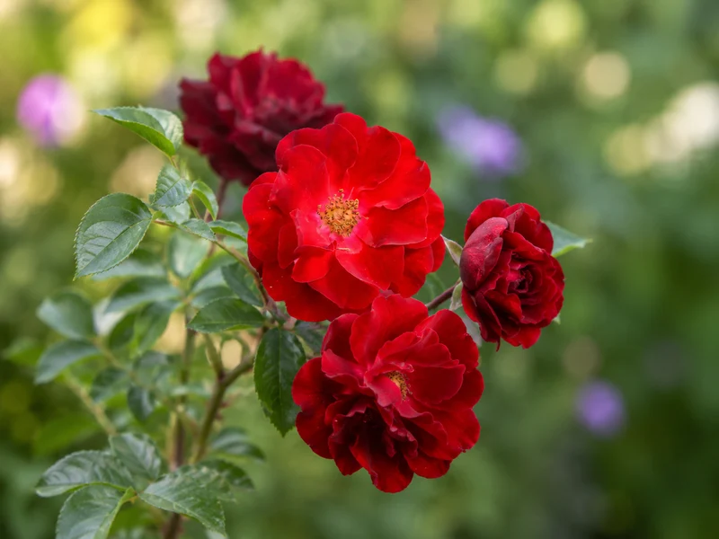 Rosier arbustif ‘AC Navy Lady’ ( Rosa ‘AC Navy Lady’)