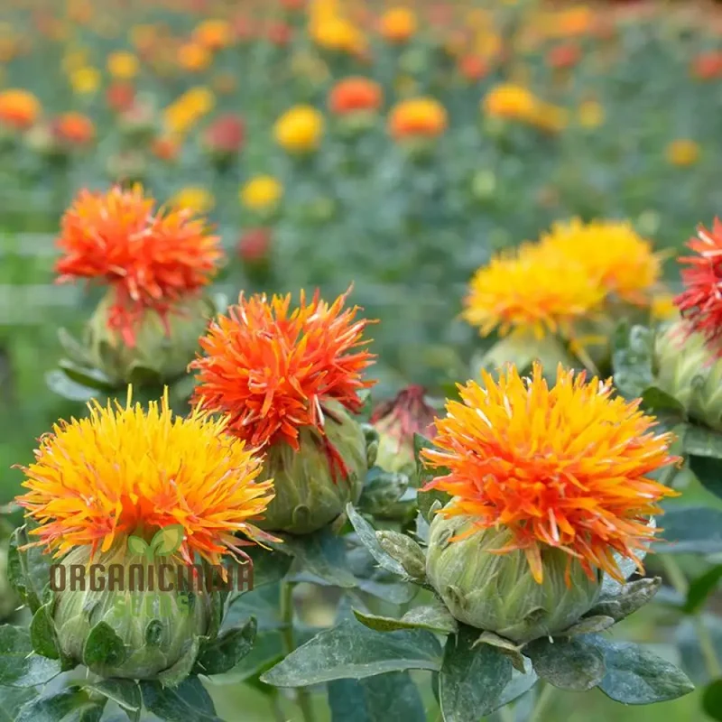 Carthamus Kinko Flower Seeds for Planting