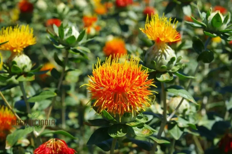 Carthamus Kinko Flower Seeds for Planting