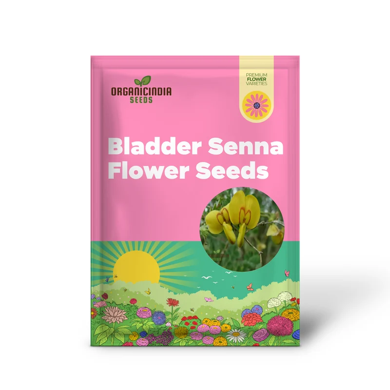 Bladder Senna Flower Seeds – Unique Hardy Blooms for Ornamental Garden Planting