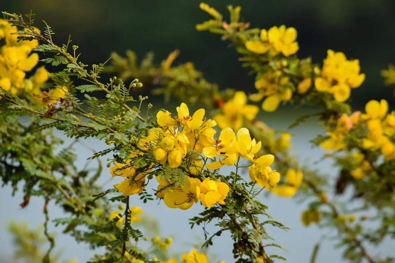 Bladder Senna Flower Seeds – Unique Hardy Blooms for Ornamental Garden Planting