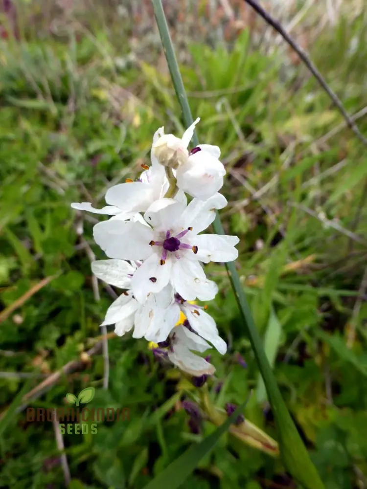 Wurmbea Stricta Seeds – Rare Garden Variety for Planting