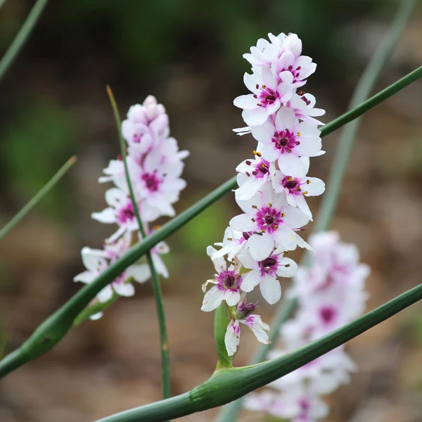 Wurmbea Stricta Seeds – Rare Garden Variety for Planting