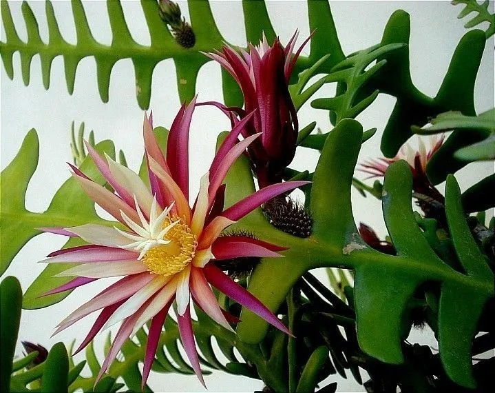 Epiphyllum Anguliger Seeds - Rare Fishbone Cactus for Unique Hanging Plant Displays