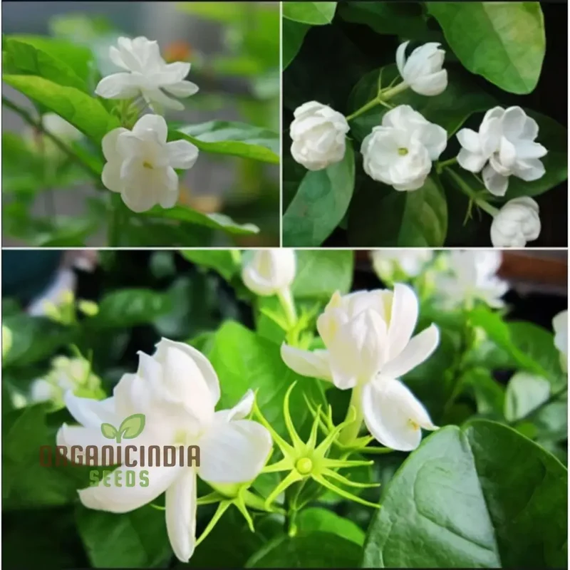 Jasmine Flower Seeds for Planting-Fragrant and Romantic Blooms for Enchanting Gardens