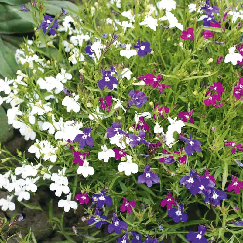 Mixed Lobelia Regatta Seeds – Vibrant Garden Variety for Hanging Displays