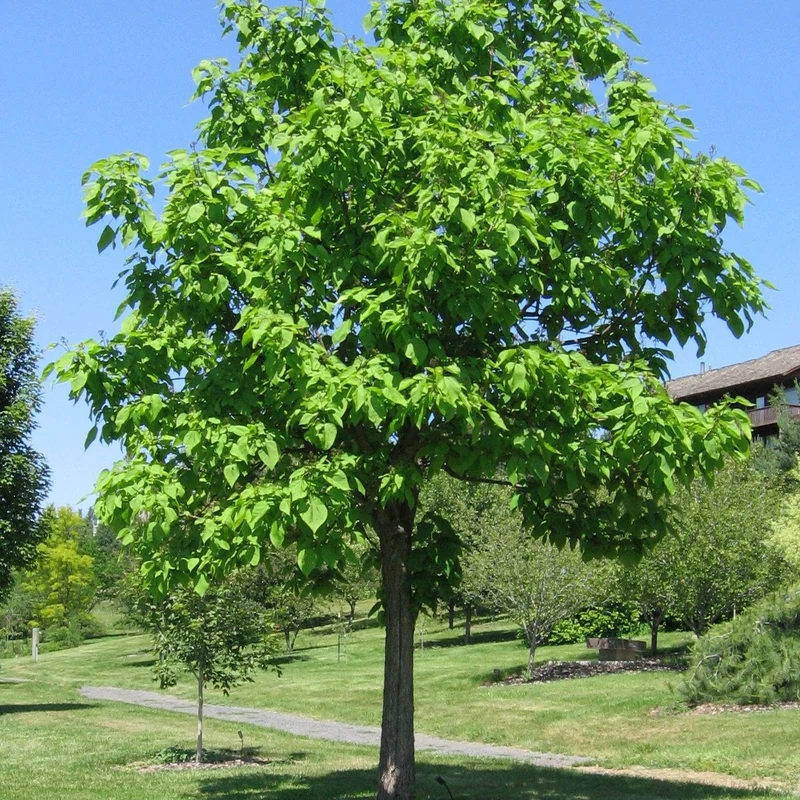 Southern Catalpa Tree Seeds for Planting