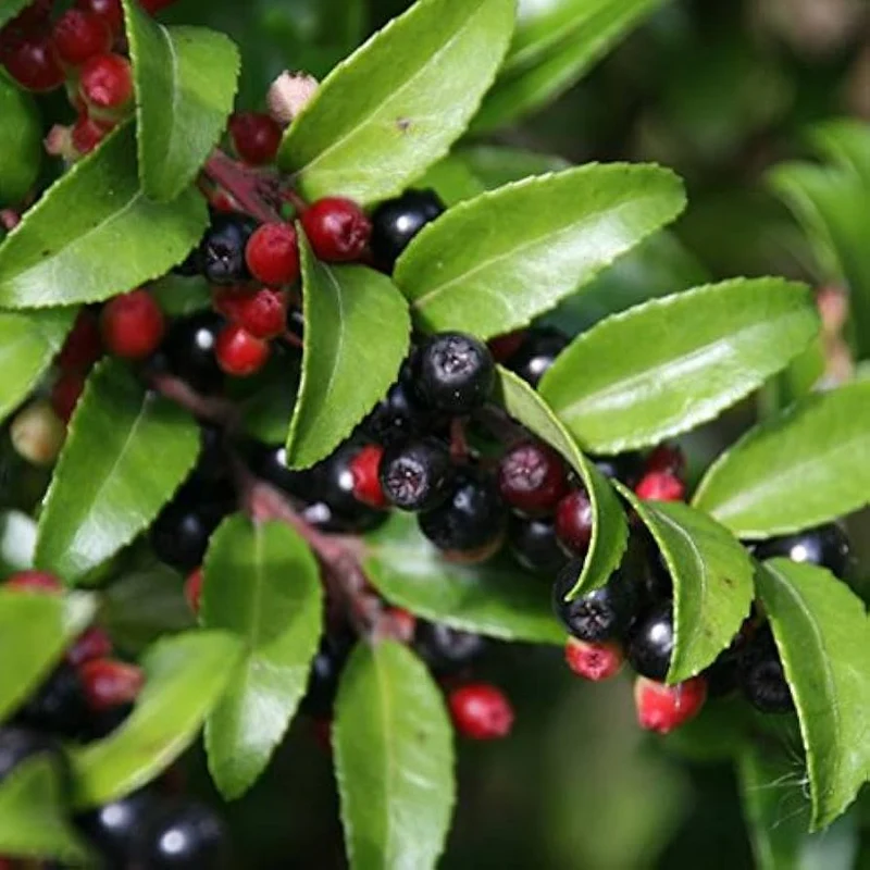 Evergreen Huckleberry Bush Seeds, Planting Fruit Seeds - 100 pcs