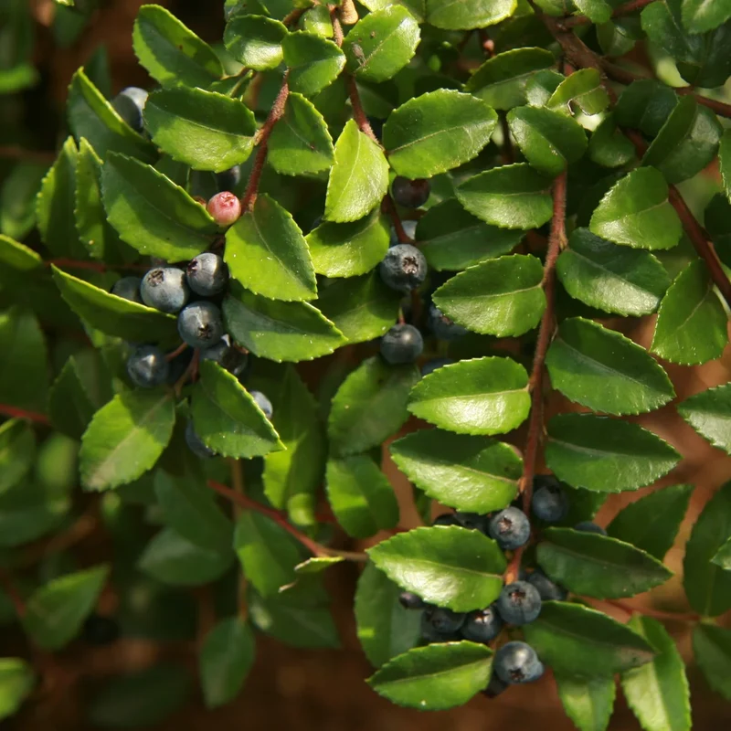 Evergreen Huckleberry Bush Seeds, Planting Fruit Seeds - 100 pcs