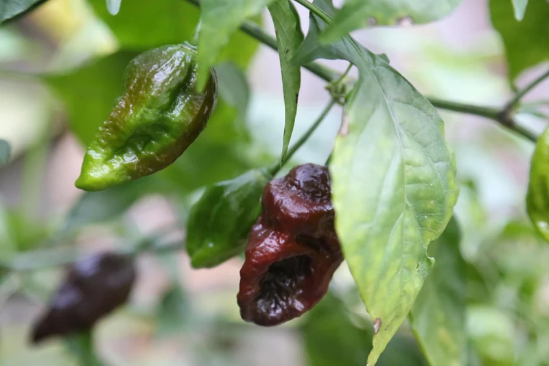 Chocolate Fatalii Pepper Seeds, Rare Heirloom Hot Chilli Seeds