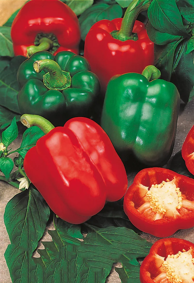 Bright Red Paprika Vegetable Seeds, Planting