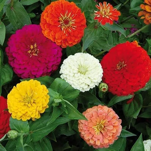 Rare Variety Zinnia Seeds – Heat Tolerant Garden Blooms for Planting