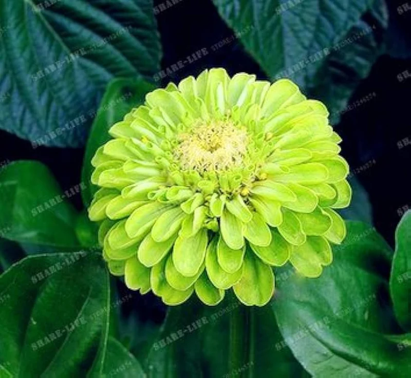 Rare Variety Zinnia Seeds – Heat Tolerant Garden Blooms for Planting