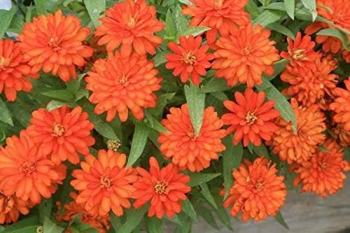 Rare Variety Zinnia Seeds – Heat Tolerant Garden Blooms for Planting
