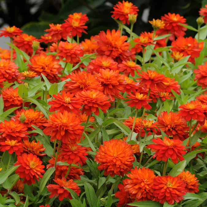 Rare Variety Zinnia Seeds – Heat Tolerant Garden Blooms for Planting