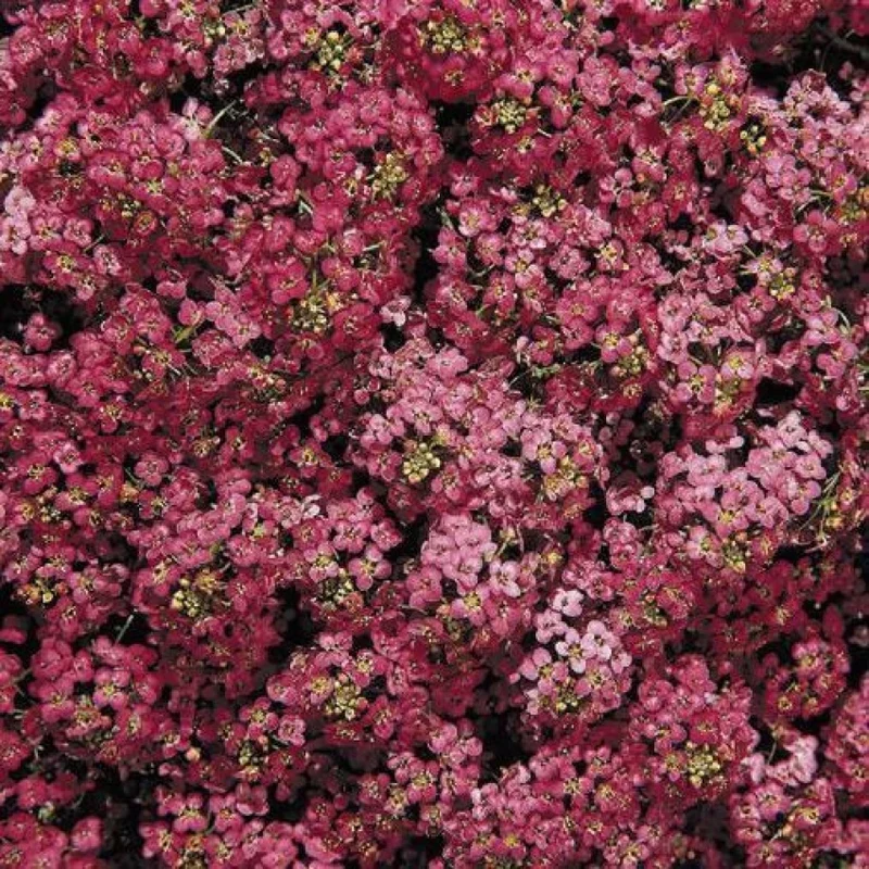 Alyssum Seeds (Wonderland Deep Rose Alyssum Seeds) - Compact Deep Rose Blooms for Borders & Gardens