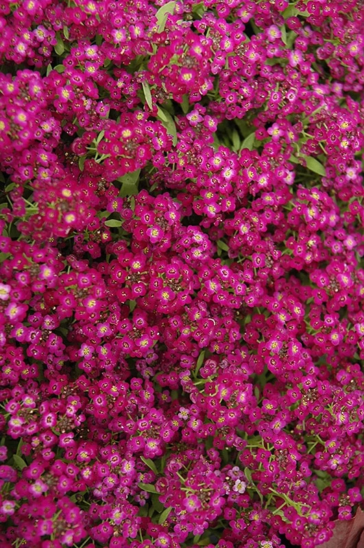 Alyssum Seeds (Wonderland Deep Rose Alyssum Seeds) - Compact Deep Rose Blooms for Borders & Gardens