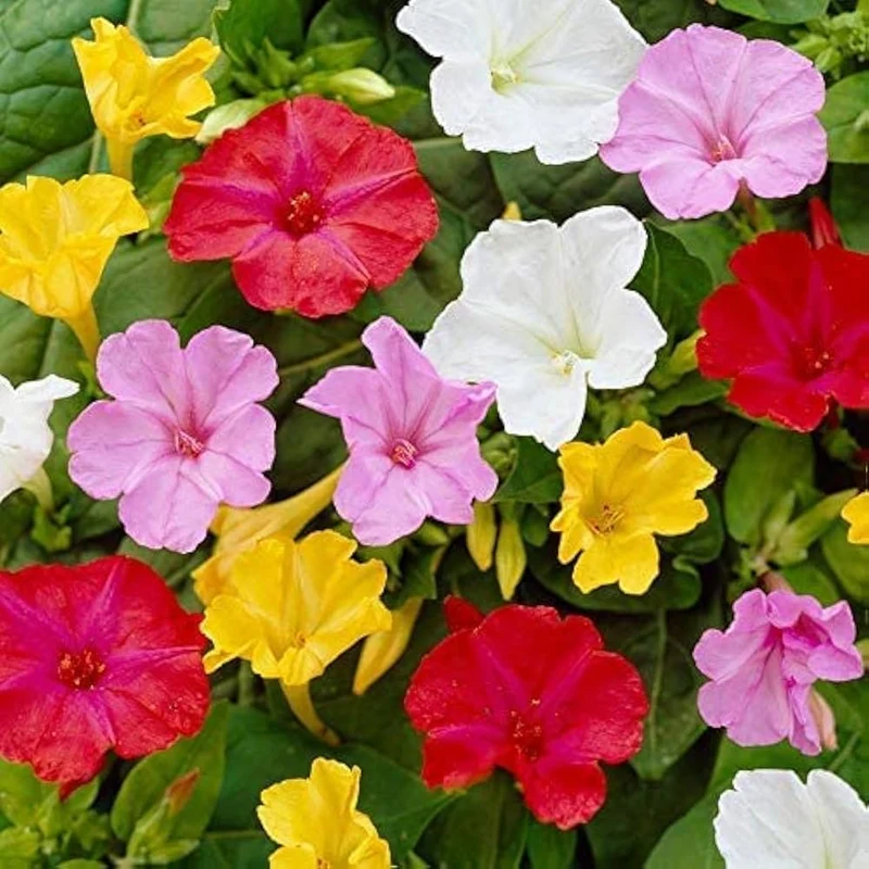 Mirabilis Four O'Clock Tea Time Mix Flower Seeds, Planting