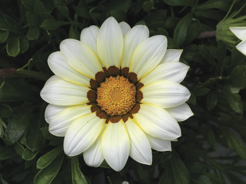 Gazania Daybreak Series White Flower Seeds, Planting