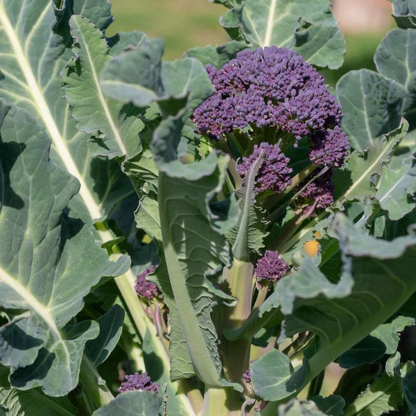 Purple Broccoli Seeds for Planting for Bountiful Garden