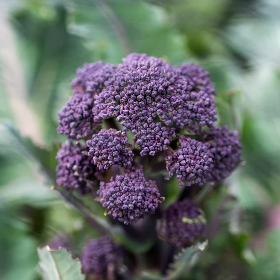 Purple Broccoli Seeds for Planting for Bountiful Garden