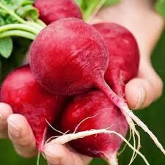 German Giant Radish Seeds for Planting