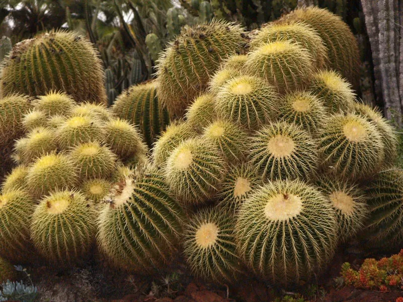 Echinocactus Grusonii Golden Barrel Cactus Seeds for Planting - 100 pcs