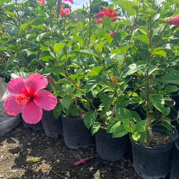 Salmon Pink Hibiscus Seeds for Planting