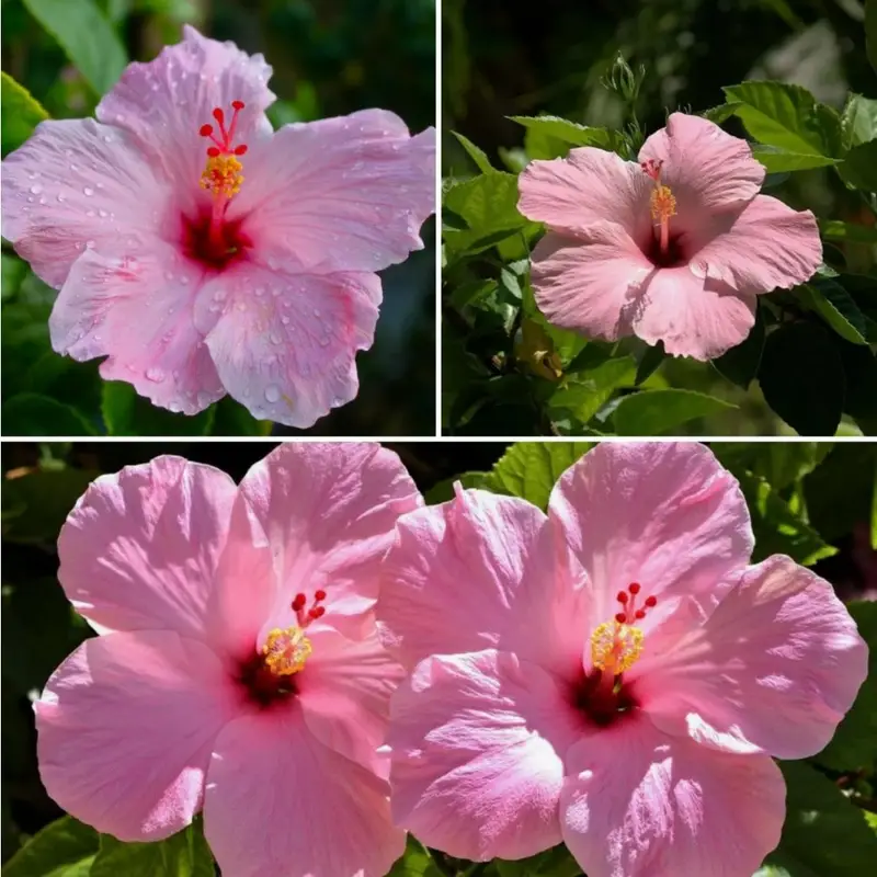 Salmon Pink Hibiscus Seeds for Planting
