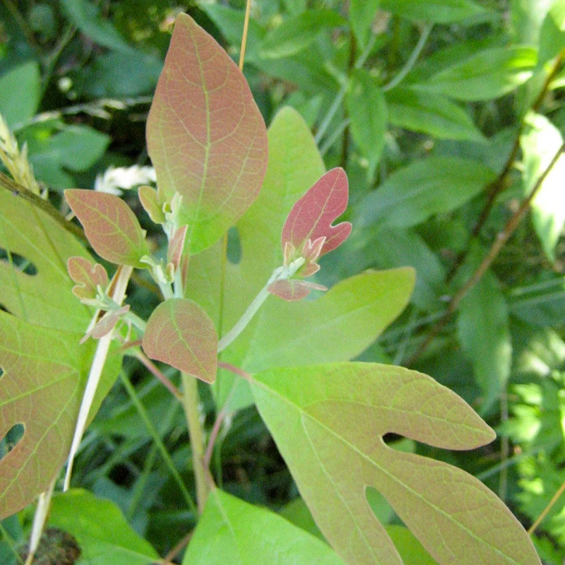 Fragrant Sassafras Seeds for Planting