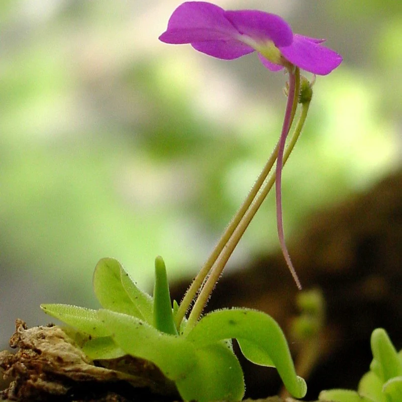 Mexican Butterwort Seeds, Planting