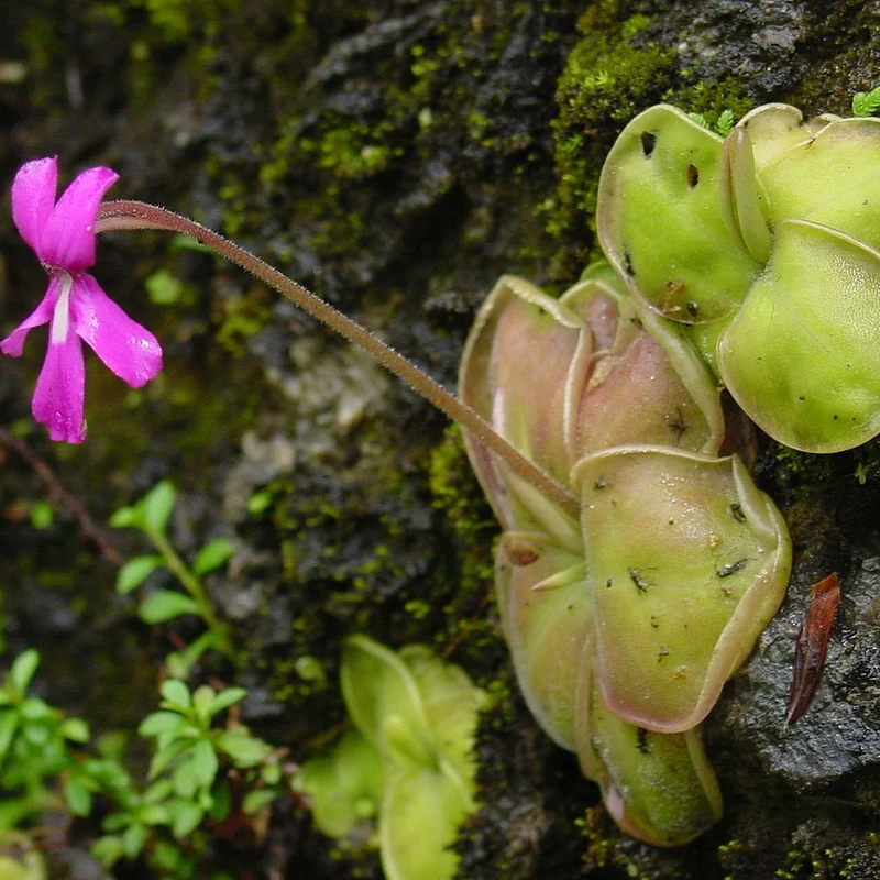 Mexican Butterwort Seeds, Planting