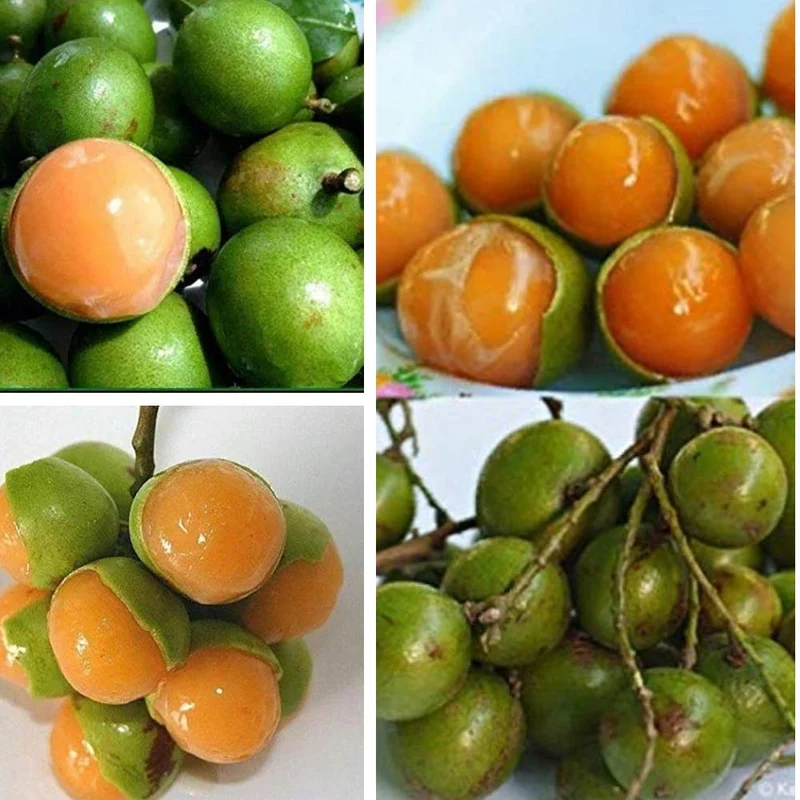 Lemon Sweet Spanish Lime Seeds, Planting