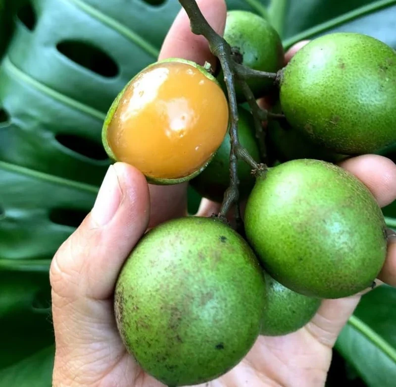 Lemon Sweet Spanish Lime Seeds, Planting