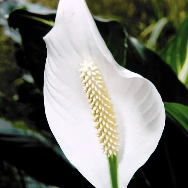Spathiphyllum Peace Lily Seeds for Planting