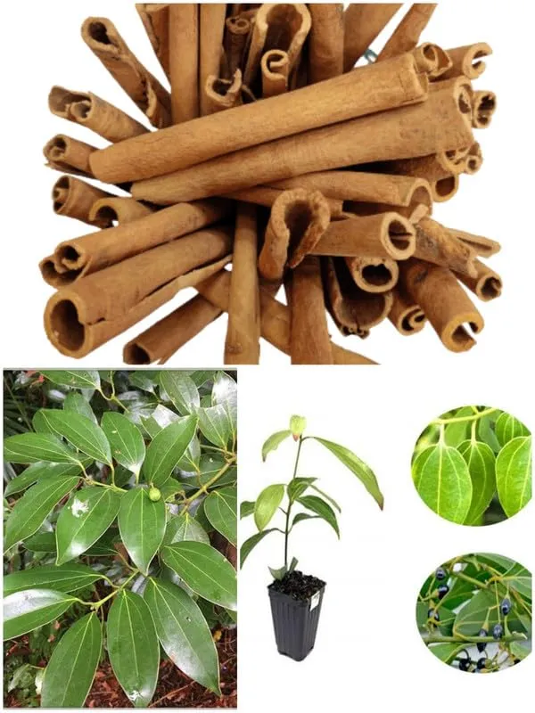 Cinnamon Tree Seeds, Planting