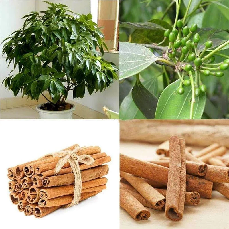 Cinnamon Tree Seeds, Planting