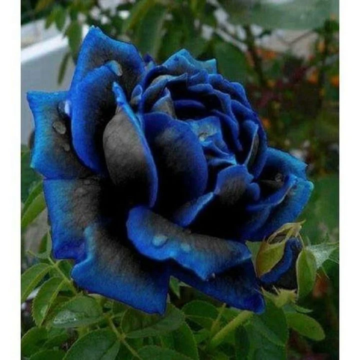 Midnight Supreme Rose Flower Seeds for Planting