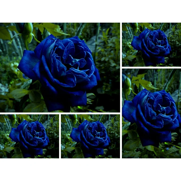 Midnight Supreme Rose Flower Seeds for Planting