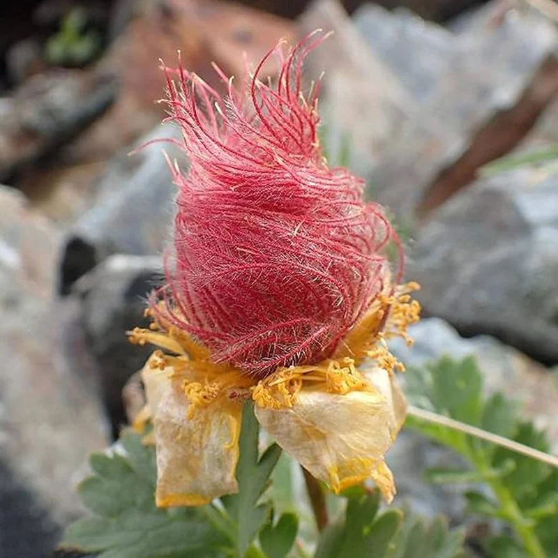 Prairie Smoke Wild Flower Seeds for Planting
