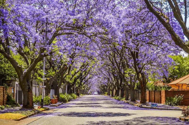 Jacaranda Tree Seeds, Planting
