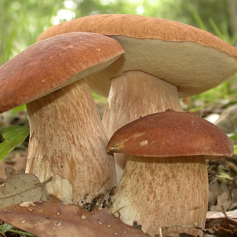 Porcini Mushroom King Seeds for Planting