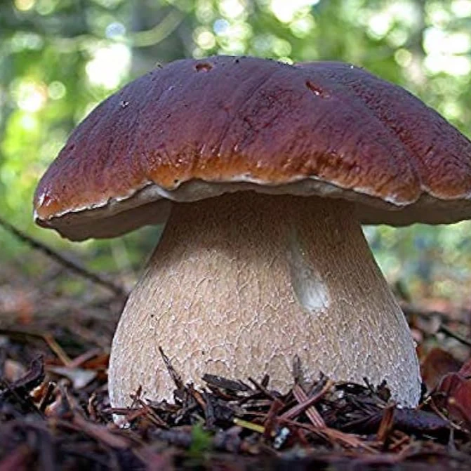 Porcini Mushroom King Seeds for Planting