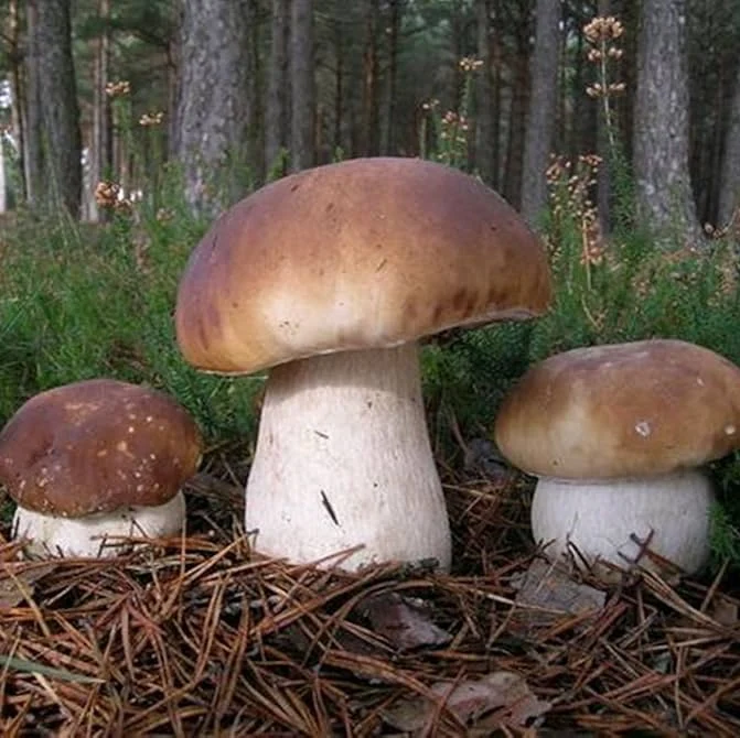Porcini Mushroom King Seeds for Planting